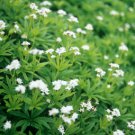 Sweet Woodruff White Galium odoratum Ground Cover Flowers 200 Seeds