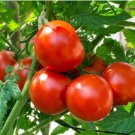 Giant Tomato 200 Seeds