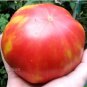 Giant Tomato 200 Seeds