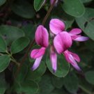 Bush Clover Lespedeza Bicolor Bushclover Shrub Pink Purple Flower 100 Seeds