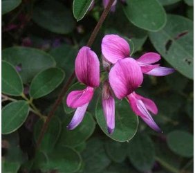 Bush Clover Lespedeza Bicolor Bushclover Shrub Pink Purple Flower 100 Seeds