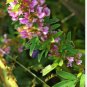 Bush Clover Lespedeza Bicolor Bushclover Shrub Pink Purple Flower 100 Seeds