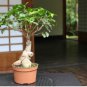Weeping Fig Bonsai 300 Seeds