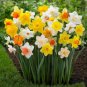 Rainbow Daffodil Bonsai Flowers 400 Seeds