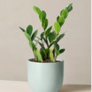 Plant Zamioculca Zamiifolia 50 Seeds