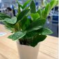 Plant Zamioculca Zamiifolia 50 Seeds