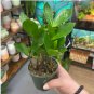 Plant Zamioculca Zamiifolia 50 Seeds