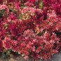Red Sedum, Dragon's Blood, Red Flowering Ground Cover 100 Seeds