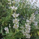 Black Sage 200 Seeds