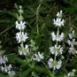 Black Sage 200 Seeds