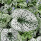 Sea Heart Brunnera Shade Blue Flowers Gallon Pot 100 Seeds