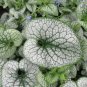 Sea Heart Brunnera Shade Blue Flowers Gallon Pot 100 Seeds