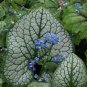 Sea Heart Brunnera Shade Blue Flowers Gallon Pot 100 Seeds