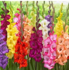 High Survival Rate Rare Striped Gladioli Gladiolus 100 Seeds