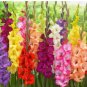 High Survival Rate Rare Striped Gladioli Gladiolus 100 Seeds