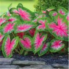 Caladium Bonsai Plants Assorted Colors Perennial Flowers Potted Plants 200 Seeds