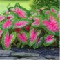 Caladium Bonsai Plants Assorted Colors Perennial Flowers Potted Plants 200 Seeds