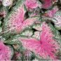 Caladium Bonsai Plants Assorted Colors Perennial Flowers Potted Plants 200 Seeds