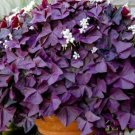 Red Oxalis Versicolor Bonsai Flowers 200 Seeds