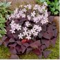 Red Oxalis Versicolor Bonsai Flowers 200 Seeds