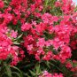 Nerium Oleander Hardy Red Oleander 60 Seeds