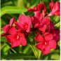 Nerium Oleander Hardy Red Oleander 60 Seeds