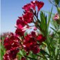 Nerium Oleander Hardy Red Oleander 60 Seeds