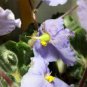Purple Small Colorful Rare African Flower Garden Perennial Herb Indoor Plants 100 Seeds
