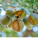 Dwarf Almond Tree 40 Seeds