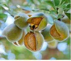 Dwarf Almond Tree 40 Seeds