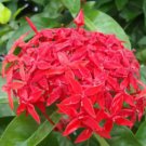 Ixora Red Flower 20 Seeds