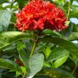 Ixora Red Flower 20 Seeds