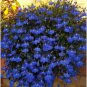 Creeping Thyme Bonsai 200 Seeds