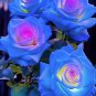 Blue Pink Rose 200 Seeds