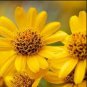 Arnica Montana Flower 100 Seeds