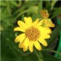 Arnica Montana Flower 100 Seeds