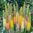 Foxtail Lily Flower 200 Seeds
