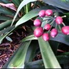 Clivia Miniata Bonsai Beautiful Rare Bush Kefir Lily Flower 200 Seeds