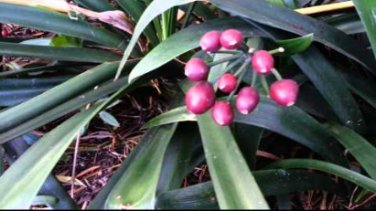 Clivia Miniata Bonsai Beautiful Rare Bush Kefir Lily Flower 200 Seeds