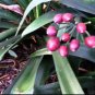 Clivia Miniata Bonsai Beautiful Rare Bush Kefir Lily Flower 200 Seeds