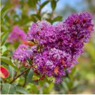 Crape Myrtle - Lagerstroemia Indica 'Natchez' Perennial Flowers Bonsai Patio Plants 200 Seeds
