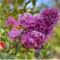 Crape Myrtle - Lagerstroemia Indica 'Natchez' Perennial Flowers Bonsai Patio Plants 200 Seeds