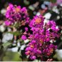 Crape Myrtle - Lagerstroemia Indica 'Natchez' Perennial Flowers Bonsai Patio Plants 200 Seeds