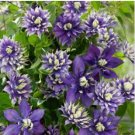 Clematis Flower Purple White Bi-color Flowers 200 Seeds