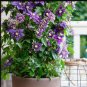 Clematis Flower Purple White Bi-color Flowers 200 Seeds