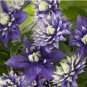 Clematis Flower Purple White Bi-color Flowers 200 Seeds