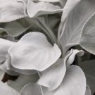 Angel Wings Plant 200 Seeds