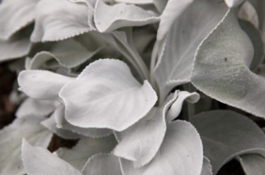 Angel Wings Plant 200 Seeds