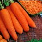 Carrots Krasnyy Velikan Red Giant Organic Russian Heirloom Vegetable 200 Seeds