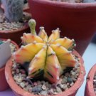 Rare Lithops Plants 24 Kinds of Cactus Plants Organic Garden Succulents Bonsai 200 Seeds